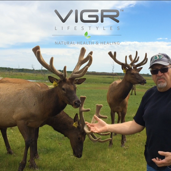 The VIGR Elk Velvet Antler Advantage: Perfect Timing